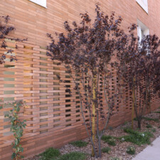 Les Fenestras à Toulouse (31) Taillandier Architectes (31) – Toulouse Habitat (31) – 4200m² Plaquettes BlocStar Ac19 & Briques Am70